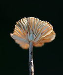 Mushroom - Family Omphalotaceae, possibly Collybiopsis villosipes? Brown cap, deep cream-colored gills, and a fuzzy brownish stipe.<br />
<br />
Habitat: Growing on a small piece of wood; mixed forest<br />
https://www.jungledragon.com/image/136045/mushroom_-_family_omphalotaceae_possibly_collybiopsis_villosipes.html Geotagged,Omphalotaceae,Summer,United States,agaricaceae,agaricales,fungus,mushroom