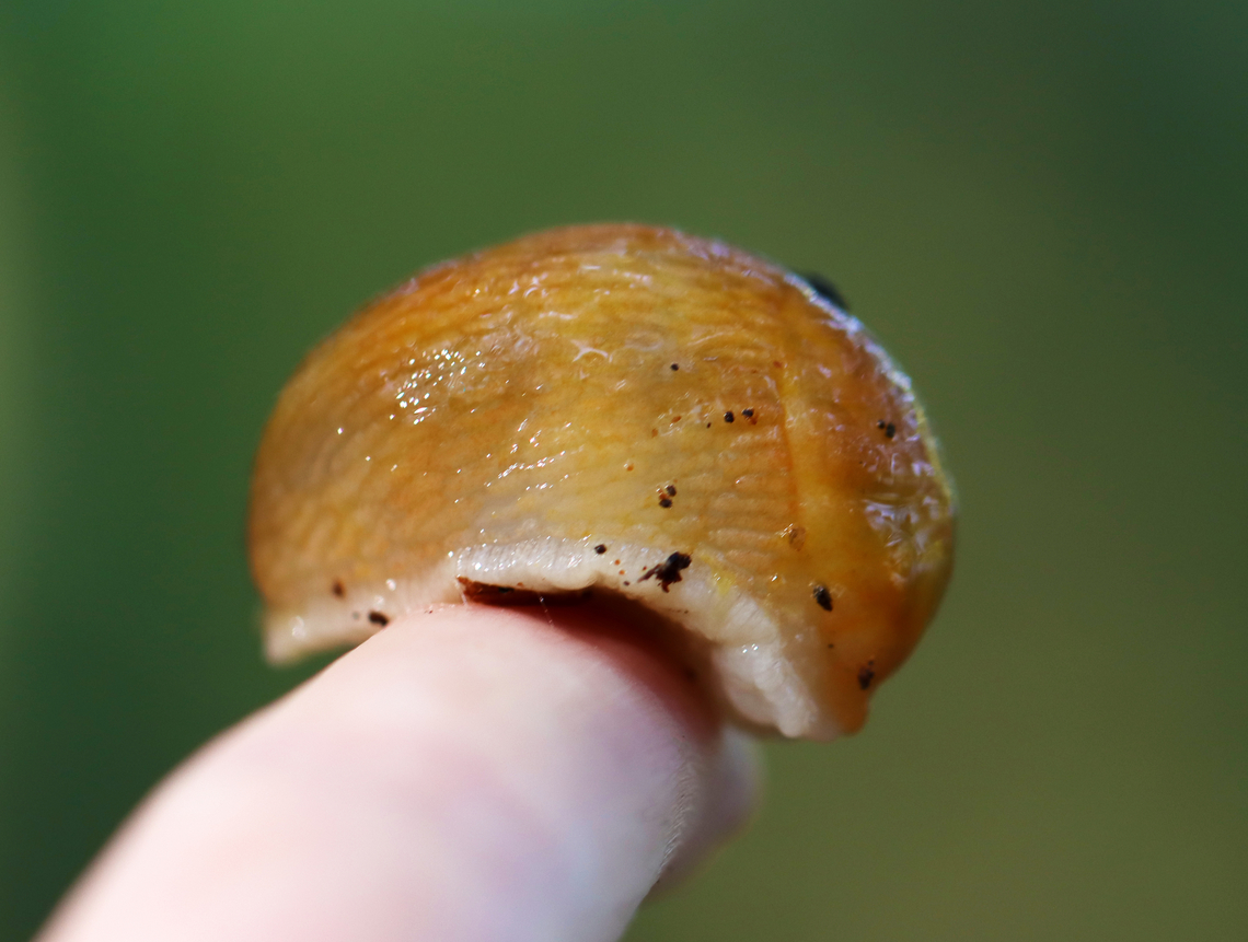Dusky Arion - Arion subfuscus This is a moderately-sized slug that is brown with orange body mucus, which gives its body (and my hand) a golden orange tint.<br />
<br />
Habitat: mixed forest<br />
<figure class="photo"><a href="https://www.jungledragon.com/image/136047/dusky_arion_-_arion_subfuscus.html" title="Dusky Arion - Arion subfuscus"><img src="https://s3.amazonaws.com/media.jungledragon.com/images/3232/136047_thumb.jpg?AWSAccessKeyId=05GMT0V3GWVNE7GGM1R2&Expires=1759968010&Signature=YuslQROKSXV0V6pjZKxreKITOtY%3D" width="132" height="152" alt="Dusky Arion - Arion subfuscus This is a moderately-sized slug that is brown with orange body mucus, which gives its body (and my hand) a golden orange tint.<br />
<br />
Habitat: mixed forest<br />
https://www.jungledragon.com/image/136047/dusky_arion_-_arion_subfuscus.html<br />
https://www.jungledragon.com/image/136049/dusky_arion_-_arion_subfuscus.html<br />
https://www.jungledragon.com/image/136048/dusky_arion_-_arion_subfuscus.html Arion fuscus,Dusky Arion,Geotagged,Summer,United States" /></a></figure><br />
<figure class="photo"><a href="https://www.jungledragon.com/image/136049/dusky_arion_-_arion_subfuscus.html" title="Dusky Arion - Arion subfuscus"><img src="https://s3.amazonaws.com/media.jungledragon.com/images/3232/136049_thumb.jpg?AWSAccessKeyId=05GMT0V3GWVNE7GGM1R2&Expires=1759968010&Signature=NwsWdsaHZ5P4E4eqrvk6Lh6vyhs%3D" width="200" height="158" alt="Dusky Arion - Arion subfuscus This is a moderately-sized slug that is brown with orange body mucus, which gives its body (and my hand) a golden orange tint.<br />
<br />
Habitat: mixed forest<br />
https://www.jungledragon.com/image/136047/dusky_arion_-_arion_subfuscus.html<br />
https://www.jungledragon.com/image/136049/dusky_arion_-_arion_subfuscus.html<br />
https://www.jungledragon.com/image/136048/dusky_arion_-_arion_subfuscus.html Arion fuscus,Arion subfuscus,Dusky Arion,Geotagged,Summer,United States,alug,arion" /></a></figure><br />
<figure class="photo"><a href="https://www.jungledragon.com/image/136048/dusky_arion_-_arion_subfuscus.html" title="Dusky Arion - Arion subfuscus"><img src="https://s3.amazonaws.com/media.jungledragon.com/images/3232/136048_thumb.jpg?AWSAccessKeyId=05GMT0V3GWVNE7GGM1R2&Expires=1759968010&Signature=s5Wx4jt6qd2%2F3hzncy0yu5DWcvo%3D" width="200" height="152" alt="Dusky Arion - Arion subfuscus This is a moderately-sized slug that is brown with orange body mucus, which gives its body (and my hand) a golden orange tint.<br />
<br />
Habitat: mixed forest<br />
https://www.jungledragon.com/image/136047/dusky_arion_-_arion_subfuscus.html<br />
https://www.jungledragon.com/image/136049/dusky_arion_-_arion_subfuscus.html<br />
https://www.jungledragon.com/image/136048/dusky_arion_-_arion_subfuscus.html Arion fuscus,Dusky Arion,Geotagged,Summer,United States" /></a></figure> Arion fuscus,Dusky Arion,Geotagged,Summer,United States
