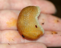 Dusky Arion - Arion subfuscus This is a moderately-sized slug that is brown with orange body mucus, which gives its body (and my hand) a golden orange tint.<br />
<br />
Habitat: mixed forest<br />
https://www.jungledragon.com/image/136047/dusky_arion_-_arion_subfuscus.html<br />
https://www.jungledragon.com/image/136049/dusky_arion_-_arion_subfuscus.html<br />
https://www.jungledragon.com/image/136048/dusky_arion_-_arion_subfuscus.html Arion fuscus,Arion subfuscus,Dusky Arion,Geotagged,Summer,United States,alug,arion