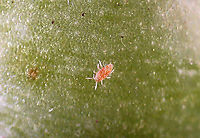 Spider Mite - Family Tetranychidae Host: Senecio rowleyanus (string of pearls)<br />
https://www.jungledragon.com/image/136050/spider_mite_-_family_tetranychidae.html<br />
<br />
https://vimeo.com/716950457 Arachnida,Geotagged,Tetranychidae,United States,mite,spider mite