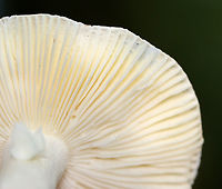 Mushroom - Russula sp. Growing on the ground; deciduous forest<br />
https://www.jungledragon.com/image/136053/mushroom_-_russula_sp.html Geotagged,Russula,Summer,United States,fungus,mushroom