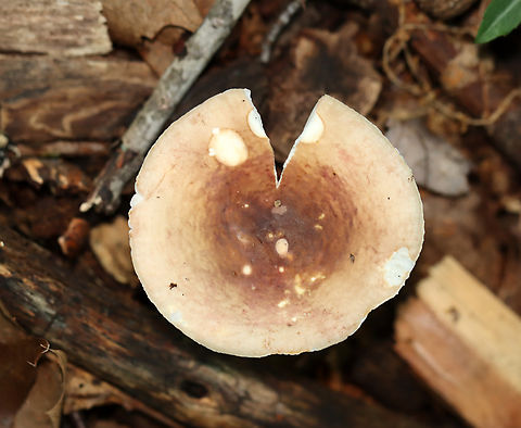 Mushroom - Russula sp. Growing on the ground; deciduous forest
https://www.jungledragon.com/image/136052/mushroom_-_russula_sp.html Geotagged,Summer,United States