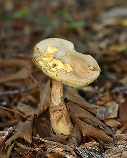Mushroom - Imleria pallida Growing in woodchips; deciduous forest
https://www.jungledragon.com/image/136055/mushroom_-_boletaceae.html Geotagged,Imleria,Imleria pallida,Imleria pallidus,Summer,United States,boletaceae,bolete,fungus,mushroom
