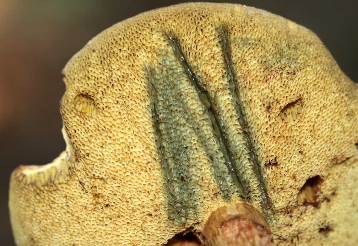 Mushroom - Imleria pallida The pores bruised when marked.<br />
<br />
Growing in woodchips; deciduous forest<br />
<figure class="photo"><a href="https://www.jungledragon.com/image/136054/mushroom_-_imleria_pallida.html" title="Mushroom - Imleria pallida"><img src="https://s3.amazonaws.com/media.jungledragon.com/images/3232/136054_thumb.jpg?AWSAccessKeyId=05GMT0V3GWVNE7GGM1R2&Expires=1767225610&Signature=%2Ft%2B%2B4h%2FcG4X7gBDQDrdJGZTuEbs%3D" width="124" height="152" alt="Mushroom - Imleria pallida Growing in woodchips; deciduous forest<br />
https://www.jungledragon.com/image/136055/mushroom_-_boletaceae.html Geotagged,Imleria,Imleria pallida,Imleria pallidus,Summer,United States,boletaceae,bolete,fungus,mushroom" /></a></figure> Geotagged,Imleria pallida,Imleria pallidus,Summer,United States