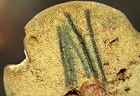 Mushroom - Imleria pallida The pores bruised when marked.<br />
<br />
Growing in woodchips; deciduous forest<br />
https://www.jungledragon.com/image/136054/mushroom_-_boletaceae.html Geotagged,Imleria pallida,Imleria pallidus,Summer,United States