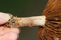 Mushroom - Cortinarius sp. Growing in woodchips; deciduous forest<br />
https://www.jungledragon.com/image/136057/mushroom_-_cortinarius_sp.html<br />
https://www.jungledragon.com/image/136059/mushroom_-_cortinarius_sp.html<br />
https://www.jungledragon.com/image/136058/mushroom_-_cortinarius_sp.html Geotagged,Summer,United States