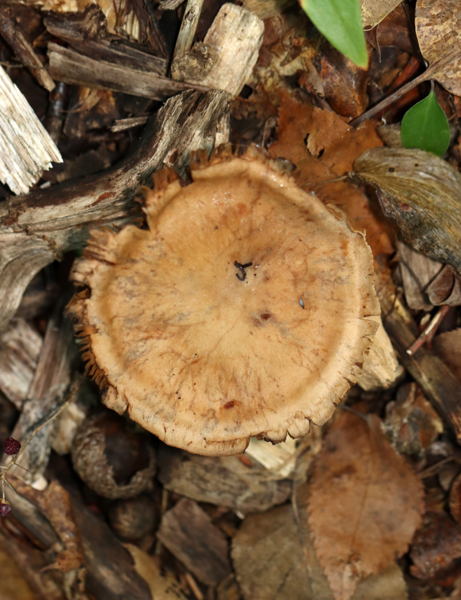 Mushroom - Cortinarius sp. The dark squiggle on the cap is poop.<br />
<br />
Growing in woodchips; deciduous forest<br />
<figure class="photo"><a href="https://www.jungledragon.com/image/136057/mushroom_-_cortinarius_sp.html" title="Mushroom - Cortinarius sp."><img src="https://s3.amazonaws.com/media.jungledragon.com/images/3232/136057_thumb.jpg?AWSAccessKeyId=05GMT0V3GWVNE7GGM1R2&Expires=1759968010&Signature=ImVcG2iQQ6hhwuTGuvTSOrW435A%3D" width="200" height="134" alt="Mushroom - Cortinarius sp. Growing in woodchips; deciduous forest<br />
https://www.jungledragon.com/image/136057/mushroom_-_cortinarius_sp.html<br />
https://www.jungledragon.com/image/136059/mushroom_-_cortinarius_sp.html<br />
https://www.jungledragon.com/image/136058/mushroom_-_cortinarius_sp.html Geotagged,Summer,United States" /></a></figure><br />
<figure class="photo"><a href="https://www.jungledragon.com/image/136059/mushroom_-_cortinarius_sp.html" title="Mushroom - Cortinarius sp."><img src="https://s3.amazonaws.com/media.jungledragon.com/images/3232/136059_thumb.jpg?AWSAccessKeyId=05GMT0V3GWVNE7GGM1R2&Expires=1759968010&Signature=SmkJZzL4pDvzg7QODf0t4Kw54WI%3D" width="200" height="150" alt="Mushroom - Cortinarius sp. Growing in woodchips; deciduous forest<br />
https://www.jungledragon.com/image/136057/mushroom_-_cortinarius_sp.html<br />
https://www.jungledragon.com/image/136059/mushroom_-_cortinarius_sp.html<br />
https://www.jungledragon.com/image/136058/mushroom_-_cortinarius_sp.html Geotagged,Summer,United States" /></a></figure><br />
<figure class="photo"><a href="https://www.jungledragon.com/image/136058/mushroom_-_cortinarius_sp.html" title="Mushroom - Cortinarius sp."><img src="https://s3.amazonaws.com/media.jungledragon.com/images/3232/136058_thumb.jpg?AWSAccessKeyId=05GMT0V3GWVNE7GGM1R2&Expires=1759968010&Signature=MpV0DGYkKTvK48QsrKNc7w2j9bo%3D" width="118" height="152" alt="Mushroom - Cortinarius sp. The dark squiggle on the cap is poop.<br />
<br />
Growing in woodchips; deciduous forest<br />
https://www.jungledragon.com/image/136057/mushroom_-_cortinarius_sp.html<br />
https://www.jungledragon.com/image/136059/mushroom_-_cortinarius_sp.html<br />
https://www.jungledragon.com/image/136058/mushroom_-_cortinarius_sp.html Geotagged,Summer,United States,cortinarius,fungus,mushroom" /></a></figure> Geotagged,Summer,United States,cortinarius,fungus,mushroom