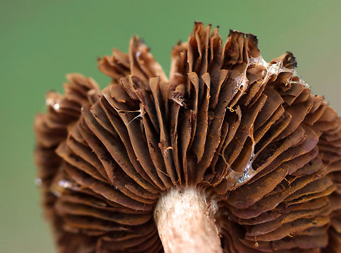 Mushroom - Cortinarius sp. Growing in woodchips; deciduous forest
https://www.jungledragon.com/image/136057/mushroom_-_cortinarius_sp.html
https://www.jungledragon.com/image/136059/mushroom_-_cortinarius_sp.html
https://www.jungledragon.com/image/136058/mushroom_-_cortinarius_sp.html Geotagged,Summer,United States
