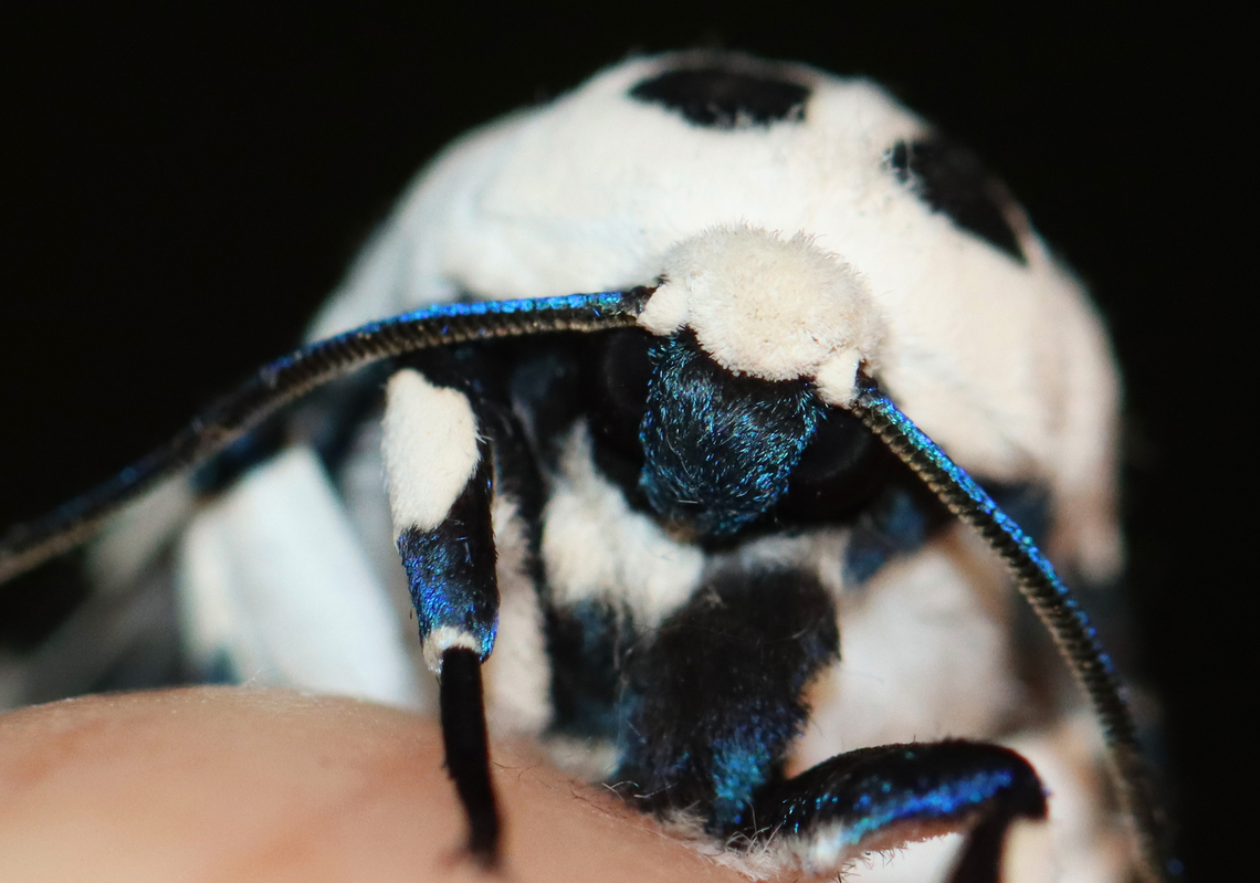 Giant Leopard Moth - Hypercompe scribonia I couldn&#039;t induce it to do reflexive bleeding. This moth just wasn&#039;t scared enough of me.<br />
<br />
Habitat: Attracted to a 365 + 395 nm LED light in a semi-rural area<br />
<br />
2022(22)<br />
<figure class="photo"><a href="https://www.jungledragon.com/image/136100/giant_leopard_moth_-_hypercompe_scribonia.html" title="Giant Leopard Moth - Hypercompe scribonia"><img src="https://s3.amazonaws.com/media.jungledragon.com/images/3232/136100_thumb.jpg?AWSAccessKeyId=05GMT0V3GWVNE7GGM1R2&Expires=1759968010&Signature=s5UeFPvlMdBtuU9%2FgMnh87sTE9I%3D" width="200" height="142" alt="Giant Leopard Moth - Hypercompe scribonia I couldn&#039;t induce it to do reflexive bleeding. This moth just wasn&#039;t scared enough of me.<br />
<br />
Habitat: Attracted to a 365 + 395 nm LED light in a semi-rural area<br />
<br />
2022(22)<br />
https://www.jungledragon.com/image/136100/giant_leopard_moth_-_hypercompe_scribonia.html<br />
https://www.jungledragon.com/image/136103/giant_leopard_moth_-_hypercompe_scribonia.html<br />
https://www.jungledragon.com/image/136102/giant_leopard_moth_-_hypercompe_scribonia.html<br />
https://www.jungledragon.com/image/136101/giant_leopard_moth_-_hypercompe_scribonia.html Geotagged,Giant Leopard Moth,Hypercompe scribonia,Spring,United States" /></a></figure><br />
<figure class="photo"><a href="https://www.jungledragon.com/image/136103/giant_leopard_moth_-_hypercompe_scribonia.html" title="Giant Leopard Moth - Hypercompe scribonia"><img src="https://s3.amazonaws.com/media.jungledragon.com/images/3232/136103_thumb.jpg?AWSAccessKeyId=05GMT0V3GWVNE7GGM1R2&Expires=1759968010&Signature=QnVQ6CZXwvp1UDd9FWndEjulsic%3D" width="122" height="152" alt="Giant Leopard Moth - Hypercompe scribonia I couldn&#039;t induce it to do reflexive bleeding. This moth just wasn&#039;t scared enough of me.<br />
<br />
Habitat: Attracted to a 365 + 395 nm LED light in a semi-rural area<br />
<br />
2022(22)<br />
https://www.jungledragon.com/image/136100/giant_leopard_moth_-_hypercompe_scribonia.html<br />
https://www.jungledragon.com/image/136103/giant_leopard_moth_-_hypercompe_scribonia.html<br />
https://www.jungledragon.com/image/136102/giant_leopard_moth_-_hypercompe_scribonia.html<br />
https://www.jungledragon.com/image/136101/giant_leopard_moth_-_hypercompe_scribonia.html Geotagged,Giant Leopard Moth,Hypercompe,Hypercompe scribonia,Spring,United States,moth" /></a></figure><br />
<figure class="photo"><a href="https://www.jungledragon.com/image/136102/giant_leopard_moth_-_hypercompe_scribonia.html" title="Giant Leopard Moth - Hypercompe scribonia"><img src="https://s3.amazonaws.com/media.jungledragon.com/images/3232/136102_thumb.jpg?AWSAccessKeyId=05GMT0V3GWVNE7GGM1R2&Expires=1759968010&Signature=7xkZl7PS%2BOP13Q7U6neQB1isEyc%3D" width="200" height="150" alt="Giant Leopard Moth - Hypercompe scribonia I couldn&#039;t induce it to do reflexive bleeding. This moth just wasn&#039;t scared enough of me.<br />
<br />
Habitat: Attracted to a 365 + 395 nm LED light in a semi-rural area<br />
<br />
2022(22)<br />
https://www.jungledragon.com/image/136100/giant_leopard_moth_-_hypercompe_scribonia.html<br />
https://www.jungledragon.com/image/136103/giant_leopard_moth_-_hypercompe_scribonia.html<br />
https://www.jungledragon.com/image/136102/giant_leopard_moth_-_hypercompe_scribonia.html<br />
https://www.jungledragon.com/image/136101/giant_leopard_moth_-_hypercompe_scribonia.html Geotagged,Giant Leopard Moth,Hypercompe scribonia,Spring,United States" /></a></figure><br />
<figure class="photo"><a href="https://www.jungledragon.com/image/136101/giant_leopard_moth_-_hypercompe_scribonia.html" title="Giant Leopard Moth - Hypercompe scribonia"><img src="https://s3.amazonaws.com/media.jungledragon.com/images/3232/136101_thumb.jpg?AWSAccessKeyId=05GMT0V3GWVNE7GGM1R2&Expires=1759968010&Signature=N%2F1WaQ32DsQN4CBwEj1NJABAWHQ%3D" width="200" height="142" alt="Giant Leopard Moth - Hypercompe scribonia I couldn&#039;t induce it to do reflexive bleeding. This moth just wasn&#039;t scared enough of me.<br />
<br />
Habitat: Attracted to a 365 + 395 nm LED light in a semi-rural area<br />
<br />
2022(22)<br />
https://www.jungledragon.com/image/136100/giant_leopard_moth_-_hypercompe_scribonia.html<br />
https://www.jungledragon.com/image/136103/giant_leopard_moth_-_hypercompe_scribonia.html<br />
https://www.jungledragon.com/image/136102/giant_leopard_moth_-_hypercompe_scribonia.html<br />
https://www.jungledragon.com/image/136101/giant_leopard_moth_-_hypercompe_scribonia.html Geotagged,Giant Leopard Moth,Hypercompe scribonia,Spring,United States" /></a></figure> Geotagged,Giant Leopard Moth,Hypercompe scribonia,Spring,United States