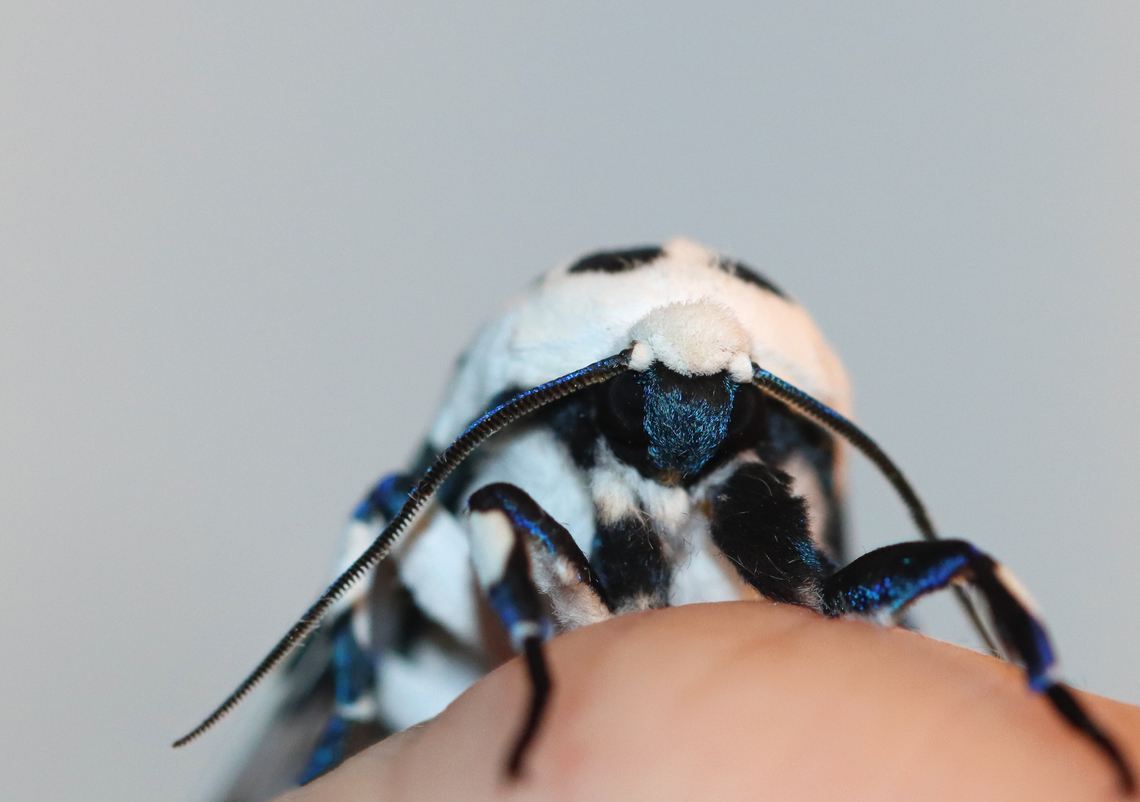Giant Leopard Moth - Hypercompe scribonia I couldn't induce it to do reflexive bleeding. This moth just wasn't scared enough of me.<br />
<br />
Habitat: Attracted to a 365 + 395 nm LED light in a semi-rural area<br />
<br />
2022(22)<br />
<figure class="photo"><a href="https://www.jungledragon.com/image/136100/giant_leopard_moth_-_hypercompe_scribonia.html" title="Giant Leopard Moth - Hypercompe scribonia"><img src="https://s3.amazonaws.com/media.jungledragon.com/images/3232/136100_thumb.jpg?AWSAccessKeyId=05GMT0V3GWVNE7GGM1R2&Expires=1770854410&Signature=VE1MnIKcVihJB5TNsxd3xoU2Dp0%3D" width="200" height="142" alt="Giant Leopard Moth - Hypercompe scribonia I couldn't induce it to do reflexive bleeding. This moth just wasn't scared enough of me.<br />
<br />
Habitat: Attracted to a 365 + 395 nm LED light in a semi-rural area<br />
<br />
2022(22)<br />
https://www.jungledragon.com/image/136100/giant_leopard_moth_-_hypercompe_scribonia.html<br />
https://www.jungledragon.com/image/136103/giant_leopard_moth_-_hypercompe_scribonia.html<br />
https://www.jungledragon.com/image/136102/giant_leopard_moth_-_hypercompe_scribonia.html<br />
https://www.jungledragon.com/image/136101/giant_leopard_moth_-_hypercompe_scribonia.html Geotagged,Giant Leopard Moth,Hypercompe scribonia,Spring,United States" /></a></figure><br />
<figure class="photo"><a href="https://www.jungledragon.com/image/136103/giant_leopard_moth_-_hypercompe_scribonia.html" title="Giant Leopard Moth - Hypercompe scribonia"><img src="https://s3.amazonaws.com/media.jungledragon.com/images/3232/136103_thumb.jpg?AWSAccessKeyId=05GMT0V3GWVNE7GGM1R2&Expires=1770854410&Signature=RY1VLrMGfOqqAGlkLeqaD4PZ9Ms%3D" width="122" height="152" alt="Giant Leopard Moth - Hypercompe scribonia I couldn't induce it to do reflexive bleeding. This moth just wasn't scared enough of me.<br />
<br />
Habitat: Attracted to a 365 + 395 nm LED light in a semi-rural area<br />
<br />
2022(22)<br />
https://www.jungledragon.com/image/136100/giant_leopard_moth_-_hypercompe_scribonia.html<br />
https://www.jungledragon.com/image/136103/giant_leopard_moth_-_hypercompe_scribonia.html<br />
https://www.jungledragon.com/image/136102/giant_leopard_moth_-_hypercompe_scribonia.html<br />
https://www.jungledragon.com/image/136101/giant_leopard_moth_-_hypercompe_scribonia.html Geotagged,Giant Leopard Moth,Hypercompe,Hypercompe scribonia,Spring,United States,moth" /></a></figure><br />
<figure class="photo"><a href="https://www.jungledragon.com/image/136102/giant_leopard_moth_-_hypercompe_scribonia.html" title="Giant Leopard Moth - Hypercompe scribonia"><img src="https://s3.amazonaws.com/media.jungledragon.com/images/3232/136102_thumb.jpg?AWSAccessKeyId=05GMT0V3GWVNE7GGM1R2&Expires=1770854410&Signature=2PWr51xfsR%2Byk3CJcW34D3%2BEKhw%3D" width="200" height="150" alt="Giant Leopard Moth - Hypercompe scribonia I couldn't induce it to do reflexive bleeding. This moth just wasn't scared enough of me.<br />
<br />
Habitat: Attracted to a 365 + 395 nm LED light in a semi-rural area<br />
<br />
2022(22)<br />
https://www.jungledragon.com/image/136100/giant_leopard_moth_-_hypercompe_scribonia.html<br />
https://www.jungledragon.com/image/136103/giant_leopard_moth_-_hypercompe_scribonia.html<br />
https://www.jungledragon.com/image/136102/giant_leopard_moth_-_hypercompe_scribonia.html<br />
https://www.jungledragon.com/image/136101/giant_leopard_moth_-_hypercompe_scribonia.html Geotagged,Giant Leopard Moth,Hypercompe scribonia,Spring,United States" /></a></figure><br />
<figure class="photo"><a href="https://www.jungledragon.com/image/136101/giant_leopard_moth_-_hypercompe_scribonia.html" title="Giant Leopard Moth - Hypercompe scribonia"><img src="https://s3.amazonaws.com/media.jungledragon.com/images/3232/136101_thumb.jpg?AWSAccessKeyId=05GMT0V3GWVNE7GGM1R2&Expires=1770854410&Signature=cLNgxPtCQTi%2BpdEmvVNyK4sd6to%3D" width="200" height="142" alt="Giant Leopard Moth - Hypercompe scribonia I couldn't induce it to do reflexive bleeding. This moth just wasn't scared enough of me.<br />
<br />
Habitat: Attracted to a 365 + 395 nm LED light in a semi-rural area<br />
<br />
2022(22)<br />
https://www.jungledragon.com/image/136100/giant_leopard_moth_-_hypercompe_scribonia.html<br />
https://www.jungledragon.com/image/136103/giant_leopard_moth_-_hypercompe_scribonia.html<br />
https://www.jungledragon.com/image/136102/giant_leopard_moth_-_hypercompe_scribonia.html<br />
https://www.jungledragon.com/image/136101/giant_leopard_moth_-_hypercompe_scribonia.html Geotagged,Giant Leopard Moth,Hypercompe scribonia,Spring,United States" /></a></figure> Geotagged,Giant Leopard Moth,Hypercompe scribonia,Spring,United States