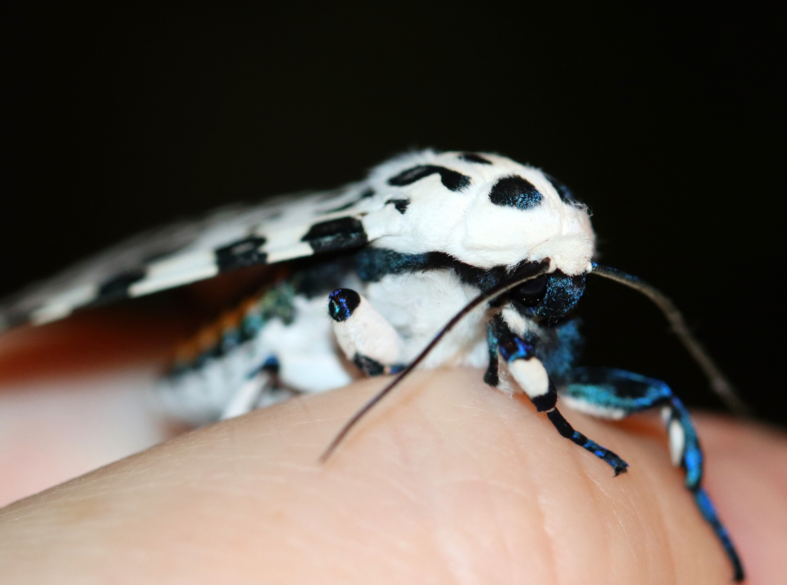 Giant Leopard Moth - Hypercompe scribonia I couldn't induce it to do reflexive bleeding. This moth just wasn't scared enough of me.<br />
<br />
Habitat: Attracted to a 365 + 395 nm LED light in a semi-rural area<br />
<br />
2022(22)<br />
<figure class="photo"><a href="https://www.jungledragon.com/image/136100/giant_leopard_moth_-_hypercompe_scribonia.html" title="Giant Leopard Moth - Hypercompe scribonia"><img src="https://s3.amazonaws.com/media.jungledragon.com/images/3232/136100_thumb.jpg?AWSAccessKeyId=05GMT0V3GWVNE7GGM1R2&Expires=1770854410&Signature=VE1MnIKcVihJB5TNsxd3xoU2Dp0%3D" width="200" height="142" alt="Giant Leopard Moth - Hypercompe scribonia I couldn't induce it to do reflexive bleeding. This moth just wasn't scared enough of me.<br />
<br />
Habitat: Attracted to a 365 + 395 nm LED light in a semi-rural area<br />
<br />
2022(22)<br />
https://www.jungledragon.com/image/136100/giant_leopard_moth_-_hypercompe_scribonia.html<br />
https://www.jungledragon.com/image/136103/giant_leopard_moth_-_hypercompe_scribonia.html<br />
https://www.jungledragon.com/image/136102/giant_leopard_moth_-_hypercompe_scribonia.html<br />
https://www.jungledragon.com/image/136101/giant_leopard_moth_-_hypercompe_scribonia.html Geotagged,Giant Leopard Moth,Hypercompe scribonia,Spring,United States" /></a></figure><br />
<figure class="photo"><a href="https://www.jungledragon.com/image/136103/giant_leopard_moth_-_hypercompe_scribonia.html" title="Giant Leopard Moth - Hypercompe scribonia"><img src="https://s3.amazonaws.com/media.jungledragon.com/images/3232/136103_thumb.jpg?AWSAccessKeyId=05GMT0V3GWVNE7GGM1R2&Expires=1770854410&Signature=RY1VLrMGfOqqAGlkLeqaD4PZ9Ms%3D" width="122" height="152" alt="Giant Leopard Moth - Hypercompe scribonia I couldn't induce it to do reflexive bleeding. This moth just wasn't scared enough of me.<br />
<br />
Habitat: Attracted to a 365 + 395 nm LED light in a semi-rural area<br />
<br />
2022(22)<br />
https://www.jungledragon.com/image/136100/giant_leopard_moth_-_hypercompe_scribonia.html<br />
https://www.jungledragon.com/image/136103/giant_leopard_moth_-_hypercompe_scribonia.html<br />
https://www.jungledragon.com/image/136102/giant_leopard_moth_-_hypercompe_scribonia.html<br />
https://www.jungledragon.com/image/136101/giant_leopard_moth_-_hypercompe_scribonia.html Geotagged,Giant Leopard Moth,Hypercompe,Hypercompe scribonia,Spring,United States,moth" /></a></figure><br />
<figure class="photo"><a href="https://www.jungledragon.com/image/136102/giant_leopard_moth_-_hypercompe_scribonia.html" title="Giant Leopard Moth - Hypercompe scribonia"><img src="https://s3.amazonaws.com/media.jungledragon.com/images/3232/136102_thumb.jpg?AWSAccessKeyId=05GMT0V3GWVNE7GGM1R2&Expires=1770854410&Signature=2PWr51xfsR%2Byk3CJcW34D3%2BEKhw%3D" width="200" height="150" alt="Giant Leopard Moth - Hypercompe scribonia I couldn't induce it to do reflexive bleeding. This moth just wasn't scared enough of me.<br />
<br />
Habitat: Attracted to a 365 + 395 nm LED light in a semi-rural area<br />
<br />
2022(22)<br />
https://www.jungledragon.com/image/136100/giant_leopard_moth_-_hypercompe_scribonia.html<br />
https://www.jungledragon.com/image/136103/giant_leopard_moth_-_hypercompe_scribonia.html<br />
https://www.jungledragon.com/image/136102/giant_leopard_moth_-_hypercompe_scribonia.html<br />
https://www.jungledragon.com/image/136101/giant_leopard_moth_-_hypercompe_scribonia.html Geotagged,Giant Leopard Moth,Hypercompe scribonia,Spring,United States" /></a></figure><br />
<figure class="photo"><a href="https://www.jungledragon.com/image/136101/giant_leopard_moth_-_hypercompe_scribonia.html" title="Giant Leopard Moth - Hypercompe scribonia"><img src="https://s3.amazonaws.com/media.jungledragon.com/images/3232/136101_thumb.jpg?AWSAccessKeyId=05GMT0V3GWVNE7GGM1R2&Expires=1770854410&Signature=cLNgxPtCQTi%2BpdEmvVNyK4sd6to%3D" width="200" height="142" alt="Giant Leopard Moth - Hypercompe scribonia I couldn't induce it to do reflexive bleeding. This moth just wasn't scared enough of me.<br />
<br />
Habitat: Attracted to a 365 + 395 nm LED light in a semi-rural area<br />
<br />
2022(22)<br />
https://www.jungledragon.com/image/136100/giant_leopard_moth_-_hypercompe_scribonia.html<br />
https://www.jungledragon.com/image/136103/giant_leopard_moth_-_hypercompe_scribonia.html<br />
https://www.jungledragon.com/image/136102/giant_leopard_moth_-_hypercompe_scribonia.html<br />
https://www.jungledragon.com/image/136101/giant_leopard_moth_-_hypercompe_scribonia.html Geotagged,Giant Leopard Moth,Hypercompe scribonia,Spring,United States" /></a></figure> Geotagged,Giant Leopard Moth,Hypercompe scribonia,Spring,United States