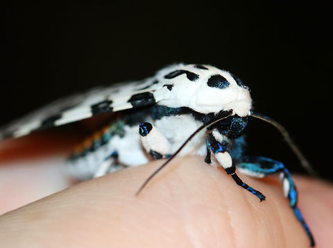 Giant Leopard Moth - Hypercompe scribonia I couldn't induce it to do reflexive bleeding. This moth just wasn't scared enough of me.

Habitat: Attracted to a 365 + 395 nm LED light in a semi-rural area

2022(22)
https://www.jungledragon.com/image/136100/giant_leopard_moth_-_hypercompe_scribonia.html
https://www.jungledragon.com/image/136103/giant_leopard_moth_-_hypercompe_scribonia.html
https://www.jungledragon.com/image/136102/giant_leopard_moth_-_hypercompe_scribonia.html
https://www.jungledragon.com/image/136101/giant_leopard_moth_-_hypercompe_scribonia.html Geotagged,Giant Leopard Moth,Hypercompe scribonia,Spring,United States