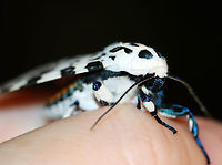 Giant Leopard Moth - Hypercompe scribonia I couldn't induce it to do reflexive bleeding. This moth just wasn't scared enough of me.<br />
<br />
Habitat: Attracted to a 365 + 395 nm LED light in a semi-rural area<br />
<br />
2022(22)<br />
https://www.jungledragon.com/image/136100/giant_leopard_moth_-_hypercompe_scribonia.html<br />
https://www.jungledragon.com/image/136103/giant_leopard_moth_-_hypercompe_scribonia.html<br />
https://www.jungledragon.com/image/136102/giant_leopard_moth_-_hypercompe_scribonia.html<br />
https://www.jungledragon.com/image/136101/giant_leopard_moth_-_hypercompe_scribonia.html Geotagged,Giant Leopard Moth,Hypercompe scribonia,Spring,United States