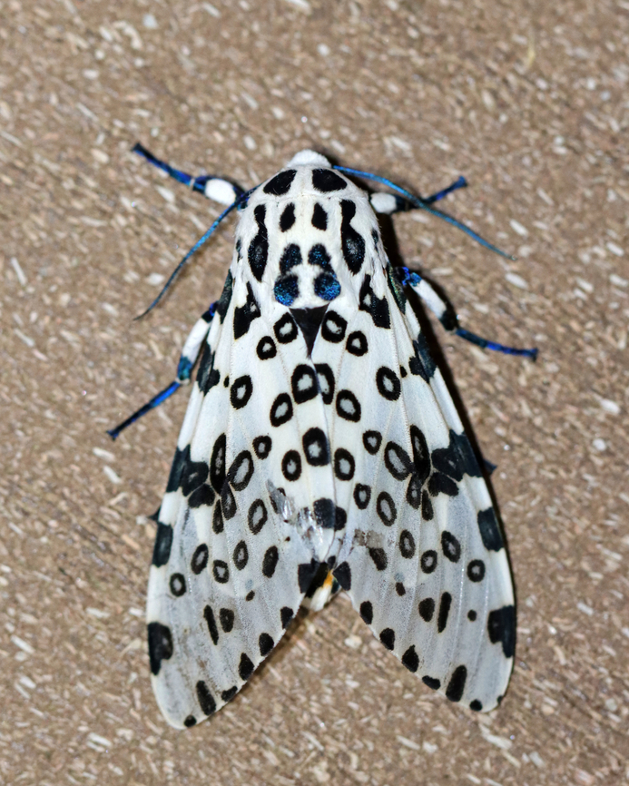 Giant Leopard Moth - Hypercompe scribonia I couldn&#039;t induce it to do reflexive bleeding. This moth just wasn&#039;t scared enough of me.<br />
<br />
Habitat: Attracted to a 365 + 395 nm LED light in a semi-rural area<br />
<br />
2022(22)<br />
<figure class="photo"><a href="https://www.jungledragon.com/image/136100/giant_leopard_moth_-_hypercompe_scribonia.html" title="Giant Leopard Moth - Hypercompe scribonia"><img src="https://s3.amazonaws.com/media.jungledragon.com/images/3232/136100_thumb.jpg?AWSAccessKeyId=05GMT0V3GWVNE7GGM1R2&Expires=1767225610&Signature=0n1SvuLiSZKqPNHeChiUP3fVUnM%3D" width="200" height="142" alt="Giant Leopard Moth - Hypercompe scribonia I couldn&#039;t induce it to do reflexive bleeding. This moth just wasn&#039;t scared enough of me.<br />
<br />
Habitat: Attracted to a 365 + 395 nm LED light in a semi-rural area<br />
<br />
2022(22)<br />
https://www.jungledragon.com/image/136100/giant_leopard_moth_-_hypercompe_scribonia.html<br />
https://www.jungledragon.com/image/136103/giant_leopard_moth_-_hypercompe_scribonia.html<br />
https://www.jungledragon.com/image/136102/giant_leopard_moth_-_hypercompe_scribonia.html<br />
https://www.jungledragon.com/image/136101/giant_leopard_moth_-_hypercompe_scribonia.html Geotagged,Giant Leopard Moth,Hypercompe scribonia,Spring,United States" /></a></figure><br />
<figure class="photo"><a href="https://www.jungledragon.com/image/136103/giant_leopard_moth_-_hypercompe_scribonia.html" title="Giant Leopard Moth - Hypercompe scribonia"><img src="https://s3.amazonaws.com/media.jungledragon.com/images/3232/136103_thumb.jpg?AWSAccessKeyId=05GMT0V3GWVNE7GGM1R2&Expires=1767225610&Signature=WqifPeA1BWUPPC8CbjG6UfbL8ow%3D" width="122" height="152" alt="Giant Leopard Moth - Hypercompe scribonia I couldn&#039;t induce it to do reflexive bleeding. This moth just wasn&#039;t scared enough of me.<br />
<br />
Habitat: Attracted to a 365 + 395 nm LED light in a semi-rural area<br />
<br />
2022(22)<br />
https://www.jungledragon.com/image/136100/giant_leopard_moth_-_hypercompe_scribonia.html<br />
https://www.jungledragon.com/image/136103/giant_leopard_moth_-_hypercompe_scribonia.html<br />
https://www.jungledragon.com/image/136102/giant_leopard_moth_-_hypercompe_scribonia.html<br />
https://www.jungledragon.com/image/136101/giant_leopard_moth_-_hypercompe_scribonia.html Geotagged,Giant Leopard Moth,Hypercompe,Hypercompe scribonia,Spring,United States,moth" /></a></figure><br />
<figure class="photo"><a href="https://www.jungledragon.com/image/136102/giant_leopard_moth_-_hypercompe_scribonia.html" title="Giant Leopard Moth - Hypercompe scribonia"><img src="https://s3.amazonaws.com/media.jungledragon.com/images/3232/136102_thumb.jpg?AWSAccessKeyId=05GMT0V3GWVNE7GGM1R2&Expires=1767225610&Signature=szZZDWzFeHIs6HP%2BVaETzXTiOwo%3D" width="200" height="150" alt="Giant Leopard Moth - Hypercompe scribonia I couldn&#039;t induce it to do reflexive bleeding. This moth just wasn&#039;t scared enough of me.<br />
<br />
Habitat: Attracted to a 365 + 395 nm LED light in a semi-rural area<br />
<br />
2022(22)<br />
https://www.jungledragon.com/image/136100/giant_leopard_moth_-_hypercompe_scribonia.html<br />
https://www.jungledragon.com/image/136103/giant_leopard_moth_-_hypercompe_scribonia.html<br />
https://www.jungledragon.com/image/136102/giant_leopard_moth_-_hypercompe_scribonia.html<br />
https://www.jungledragon.com/image/136101/giant_leopard_moth_-_hypercompe_scribonia.html Geotagged,Giant Leopard Moth,Hypercompe scribonia,Spring,United States" /></a></figure><br />
<figure class="photo"><a href="https://www.jungledragon.com/image/136101/giant_leopard_moth_-_hypercompe_scribonia.html" title="Giant Leopard Moth - Hypercompe scribonia"><img src="https://s3.amazonaws.com/media.jungledragon.com/images/3232/136101_thumb.jpg?AWSAccessKeyId=05GMT0V3GWVNE7GGM1R2&Expires=1767225610&Signature=yxhmPjE4DvIfVDqn4ZAQbAKgXZE%3D" width="200" height="142" alt="Giant Leopard Moth - Hypercompe scribonia I couldn&#039;t induce it to do reflexive bleeding. This moth just wasn&#039;t scared enough of me.<br />
<br />
Habitat: Attracted to a 365 + 395 nm LED light in a semi-rural area<br />
<br />
2022(22)<br />
https://www.jungledragon.com/image/136100/giant_leopard_moth_-_hypercompe_scribonia.html<br />
https://www.jungledragon.com/image/136103/giant_leopard_moth_-_hypercompe_scribonia.html<br />
https://www.jungledragon.com/image/136102/giant_leopard_moth_-_hypercompe_scribonia.html<br />
https://www.jungledragon.com/image/136101/giant_leopard_moth_-_hypercompe_scribonia.html Geotagged,Giant Leopard Moth,Hypercompe scribonia,Spring,United States" /></a></figure> Geotagged,Giant Leopard Moth,Hypercompe,Hypercompe scribonia,Spring,United States,moth
