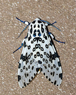 Giant Leopard Moth - Hypercompe scribonia I couldn't induce it to do reflexive bleeding. This moth just wasn't scared enough of me.

Habitat: Attracted to a 365 + 395 nm LED light in a semi-rural area

2022(22)
https://www.jungledragon.com/image/136100/giant_leopard_moth_-_hypercompe_scribonia.html
https://www.jungledragon.com/image/136103/giant_leopard_moth_-_hypercompe_scribonia.html
https://www.jungledragon.com/image/136102/giant_leopard_moth_-_hypercompe_scribonia.html
https://www.jungledragon.com/image/136101/giant_leopard_moth_-_hypercompe_scribonia.html Geotagged,Giant Leopard Moth,Hypercompe,Hypercompe scribonia,Spring,United States,moth