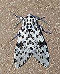 Giant Leopard Moth - Hypercompe scribonia I couldn't induce it to do reflexive bleeding. This moth just wasn't scared enough of me.<br />
<br />
Habitat: Attracted to a 365 + 395 nm LED light in a semi-rural area<br />
<br />
2022(22)<br />
https://www.jungledragon.com/image/136100/giant_leopard_moth_-_hypercompe_scribonia.html<br />
https://www.jungledragon.com/image/136103/giant_leopard_moth_-_hypercompe_scribonia.html<br />
https://www.jungledragon.com/image/136102/giant_leopard_moth_-_hypercompe_scribonia.html<br />
https://www.jungledragon.com/image/136101/giant_leopard_moth_-_hypercompe_scribonia.html Geotagged,Giant Leopard Moth,Hypercompe,Hypercompe scribonia,Spring,United States,moth