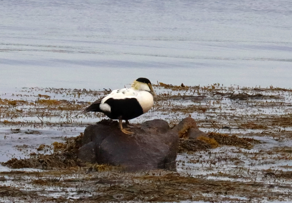 Common Eider (Male) - Somateria mollissima I saw this colony while on an evening hike along the coast. There were a bunch of females, some babies, and one male. The male was sitting alone, to the left of all the females and babies.<br />
<br />
Habitat: Timber Point peninsula<br />
<figure class="photo"><a href="https://www.jungledragon.com/image/136258/common_eiders_-_somateria_mollissima.html" title="Common Eiders - Somateria mollissima"><img src="https://s3.amazonaws.com/media.jungledragon.com/images/3232/136258_thumb.jpg?AWSAccessKeyId=05GMT0V3GWVNE7GGM1R2&Expires=1759968010&Signature=xuZX39PLicfXF9OafSy5dFmJNPc%3D" width="200" height="104" alt="Common Eiders - Somateria mollissima I saw this colony while on an evening hike along the coast. There were a bunch of females, some babies, and one male.<br />
<br />
Habitat: Timber Point peninsula<br />
https://www.jungledragon.com/image/136257/common_eider_male_-_somateria_mollissima.html Common Eider,Geotagged,Somateria,Somateria mollissima,Spring,United States,eider" /></a></figure> Common Eider,Geotagged,Somateria mollissima,Spring,United States