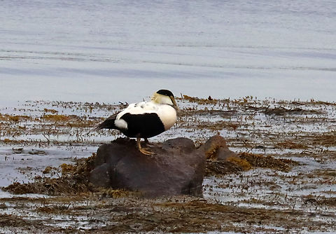 Common Eider (Male) - Somateria mollissima I saw this colony while on an evening hike along the coast. There were a bunch of females, some babies, and one male. The male was sitting alone, to the left of all the females and babies.

Habitat: Timber Point peninsula
https://www.jungledragon.com/image/136258/common_eiders_-_somateria_mollissima.html Common Eider,Geotagged,Somateria mollissima,Spring,United States