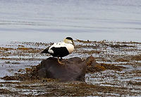 Common Eider (Male) - Somateria mollissima I saw this colony while on an evening hike along the coast. There were a bunch of females, some babies, and one male. The male was sitting alone, to the left of all the females and babies.<br />
<br />
Habitat: Timber Point peninsula<br />
https://www.jungledragon.com/image/136258/common_eiders_-_somateria_mollissima.html Common Eider,Geotagged,Somateria mollissima,Spring,United States