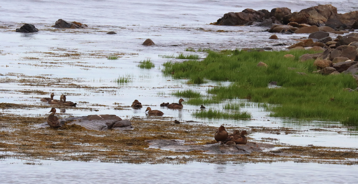 Common Eiders - Somateria mollissima I saw this colony while on an evening hike along the coast. There were a bunch of females, some babies, and one male.<br />
<br />
Habitat: Timber Point peninsula<br />
<figure class="photo"><a href="https://www.jungledragon.com/image/136257/common_eider_male_-_somateria_mollissima.html" title="Common Eider (Male) - Somateria mollissima"><img src="https://s3.amazonaws.com/media.jungledragon.com/images/3232/136257_thumb.jpg?AWSAccessKeyId=05GMT0V3GWVNE7GGM1R2&Expires=1759968010&Signature=P05CzjaPsoCWy%2BkFCYFzxzof2mM%3D" width="200" height="140" alt="Common Eider (Male) - Somateria mollissima I saw this colony while on an evening hike along the coast. There were a bunch of females, some babies, and one male. The male was sitting alone, to the left of all the females and babies.<br />
<br />
Habitat: Timber Point peninsula<br />
https://www.jungledragon.com/image/136258/common_eiders_-_somateria_mollissima.html Common Eider,Geotagged,Somateria mollissima,Spring,United States" /></a></figure> Common Eider,Geotagged,Somateria,Somateria mollissima,Spring,United States,eider