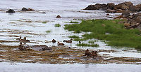 Common Eiders - Somateria mollissima I saw this colony while on an evening hike along the coast. There were a bunch of females, some babies, and one male.<br />
<br />
Habitat: Timber Point peninsula<br />
https://www.jungledragon.com/image/136257/common_eider_male_-_somateria_mollissima.html Common Eider,Geotagged,Somateria,Somateria mollissima,Spring,United States,eider
