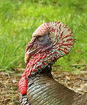 Wild Turkey (Blinking) - Meleagris gallopavo *This photo shows it blinking*<br />
<br />
I came upon this turkey when I was going from a meadow into a forest. It really freaked me out because it was sitting so still, sleeping on the ground. At first I thought it was dead, and then I wondered if it was a statue, lol. I got within a meter or so of it before it woke up. Even then, it didn't scamper off, but just sat and stared at me. Weird. I thought turkeys slept in trees?!<br />
<br />
Habitat: Meadow/forest edge<br />
https://www.jungledragon.com/image/136259/wild_turkey_blinking_-_meleagris_gallopavo.html<br />
https://www.jungledragon.com/image/136261/wild_turkey_-_meleagris_gallopavo.html<br />
https://www.jungledragon.com/image/136260/wild_turkey_-_meleagris_gallopavo.html Geotagged,Meleagris gallopavo,Spring,United States,Wild turkey