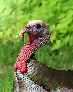 Wild Turkey - Meleagris gallopavo I came upon this turkey when I was going from a meadow into a forest. It really freaked me out because it was sitting so still, sleeping on the ground.  At first I thought it was dead, and then I wondered if it was a statue, lol. I got within a meter or so of it before it woke up. Even then, it didn't scamper off, but just sat and stared at me. Weird. I thought turkeys slept in trees?!

Habitat: Meadow/forest edge
https://www.jungledragon.com/image/136259/wild_turkey_blinking_-_meleagris_gallopavo.html
https://www.jungledragon.com/image/136261/wild_turkey_-_meleagris_gallopavo.html
https://www.jungledragon.com/image/136260/wild_turkey_-_meleagris_gallopavo.html Geotagged,Meleagris gallopavo,Spring,United States,Wild turkey