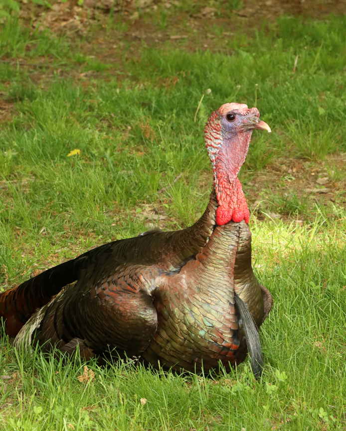 Wild Turkey - Meleagris gallopavo I came upon this turkey when I was going from a meadow into a forest. It really freaked me out because it was sitting so still, sleeping on the ground. At first I thought it was dead, and then I wondered if it was a statue, lol. I got within a meter or so of it before it woke up. Even then, it didn&#039;t scamper off, but just sat and stared at me. Weird. I thought turkeys slept in trees?!<br />
<br />
Habitat: Meadow/forest edge<br />
<figure class="photo"><a href="https://www.jungledragon.com/image/136259/wild_turkey_blinking_-_meleagris_gallopavo.html" title="Wild Turkey (Blinking) - Meleagris gallopavo"><img src="https://s3.amazonaws.com/media.jungledragon.com/images/3232/136259_thumb.jpg?AWSAccessKeyId=05GMT0V3GWVNE7GGM1R2&Expires=1759968010&Signature=7yEYf7TEAcHzfRVCjsKZwZVp4eE%3D" width="128" height="152" alt="Wild Turkey (Blinking) - Meleagris gallopavo *This photo shows it blinking*<br />
<br />
I came upon this turkey when I was going from a meadow into a forest. It really freaked me out because it was sitting so still, sleeping on the ground. At first I thought it was dead, and then I wondered if it was a statue, lol. I got within a meter or so of it before it woke up. Even then, it didn&#039;t scamper off, but just sat and stared at me. Weird. I thought turkeys slept in trees?!<br />
<br />
Habitat: Meadow/forest edge<br />
https://www.jungledragon.com/image/136259/wild_turkey_blinking_-_meleagris_gallopavo.html<br />
https://www.jungledragon.com/image/136261/wild_turkey_-_meleagris_gallopavo.html<br />
https://www.jungledragon.com/image/136260/wild_turkey_-_meleagris_gallopavo.html Geotagged,Meleagris gallopavo,Spring,United States,Wild turkey" /></a></figure><br />
<figure class="photo"><a href="https://www.jungledragon.com/image/136261/wild_turkey_-_meleagris_gallopavo.html" title="Wild Turkey - Meleagris gallopavo"><img src="https://s3.amazonaws.com/media.jungledragon.com/images/3232/136261_thumb.jpg?AWSAccessKeyId=05GMT0V3GWVNE7GGM1R2&Expires=1759968010&Signature=fX0WCbo5UxzG9ta%2F7dyt9gk54Lw%3D" width="122" height="152" alt="Wild Turkey - Meleagris gallopavo I came upon this turkey when I was going from a meadow into a forest. It really freaked me out because it was sitting so still, sleeping on the ground. At first I thought it was dead, and then I wondered if it was a statue, lol. I got within a meter or so of it before it woke up. Even then, it didn&#039;t scamper off, but just sat and stared at me. Weird. I thought turkeys slept in trees?!<br />
<br />
Habitat: Meadow/forest edge<br />
https://www.jungledragon.com/image/136259/wild_turkey_blinking_-_meleagris_gallopavo.html<br />
https://www.jungledragon.com/image/136261/wild_turkey_-_meleagris_gallopavo.html<br />
https://www.jungledragon.com/image/136260/wild_turkey_-_meleagris_gallopavo.html Geotagged,Meleagris gallopavo,Spring,United States,Wild turkey" /></a></figure><br />
<figure class="photo"><a href="https://www.jungledragon.com/image/136260/wild_turkey_-_meleagris_gallopavo.html" title="Wild Turkey - Meleagris gallopavo"><img src="https://s3.amazonaws.com/media.jungledragon.com/images/3232/136260_thumb.jpg?AWSAccessKeyId=05GMT0V3GWVNE7GGM1R2&Expires=1759968010&Signature=3RSctEOLSUdd56xBE%2FSo7SeFP34%3D" width="122" height="152" alt="Wild Turkey - Meleagris gallopavo I came upon this turkey when I was going from a meadow into a forest. It really freaked me out because it was sitting so still, sleeping on the ground.  At first I thought it was dead, and then I wondered if it was a statue, lol. I got within a meter or so of it before it woke up. Even then, it didn&#039;t scamper off, but just sat and stared at me. Weird. I thought turkeys slept in trees?!<br />
<br />
Habitat: Meadow/forest edge<br />
https://www.jungledragon.com/image/136259/wild_turkey_blinking_-_meleagris_gallopavo.html<br />
https://www.jungledragon.com/image/136261/wild_turkey_-_meleagris_gallopavo.html<br />
https://www.jungledragon.com/image/136260/wild_turkey_-_meleagris_gallopavo.html Geotagged,Meleagris gallopavo,Spring,United States,Wild turkey" /></a></figure> Geotagged,Meleagris gallopavo,Spring,United States,Wild turkey