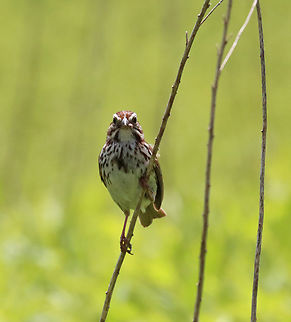 Song Sparrow - Melospiza melodia Habitat: Coastal meadow Geotagged,Melospiza,Melospiza melodia,Song Sparrow,Spring,United States,sparrow