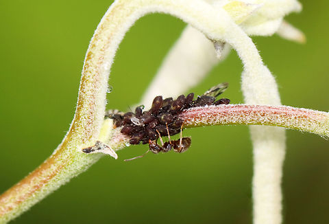 Poplar Leaf Aphids - Chaitophorus populicola There were many aphids, aka ant cows, being tended by ants on this poplar.

Habitat: Poplar (Populus) growing along the coast
https://www.jungledragon.com/image/136280/poplar_leaf_aphids_-_chaitophorus_populicola.html
https://www.jungledragon.com/image/136279/poplar_leaf_aphids_-_chaitophorus_populicola.html
https://www.jungledragon.com/image/136278/poplar_leaf_aphids_-_chaitophorus_populicola.html Chaitophorus populicola,Geotagged,Poplar leaf aphid,Spring,United States