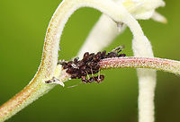 Poplar Leaf Aphids - Chaitophorus populicola There were many aphids, aka ant cows, being tended by ants on this poplar.<br />
<br />
Habitat: Poplar (Populus) growing along the coast<br />
https://www.jungledragon.com/image/136280/poplar_leaf_aphids_-_chaitophorus_populicola.html<br />
https://www.jungledragon.com/image/136279/poplar_leaf_aphids_-_chaitophorus_populicola.html<br />
https://www.jungledragon.com/image/136278/poplar_leaf_aphids_-_chaitophorus_populicola.html Chaitophorus populicola,Geotagged,Poplar leaf aphid,Spring,United States