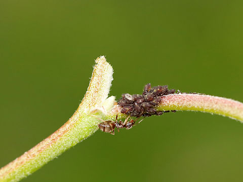 Poplar Leaf Aphids - Chaitophorus populicola There were many aphids, aka ant cows, being tended by ants on this poplar.

Habitat: Poplar (Populus) growing along the coast
https://www.jungledragon.com/image/136280/poplar_leaf_aphids_-_chaitophorus_populicola.html
https://www.jungledragon.com/image/136279/poplar_leaf_aphids_-_chaitophorus_populicola.html
https://www.jungledragon.com/image/136278/poplar_leaf_aphids_-_chaitophorus_populicola.html Chaitophorus populicola,Geotagged,Poplar leaf aphid,Spring,United States