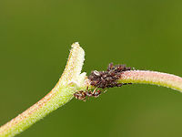 Poplar Leaf Aphids - Chaitophorus populicola There were many aphids, aka ant cows, being tended by ants on this poplar.<br />
<br />
Habitat: Poplar (Populus) growing along the coast<br />
https://www.jungledragon.com/image/136280/poplar_leaf_aphids_-_chaitophorus_populicola.html<br />
https://www.jungledragon.com/image/136279/poplar_leaf_aphids_-_chaitophorus_populicola.html<br />
https://www.jungledragon.com/image/136278/poplar_leaf_aphids_-_chaitophorus_populicola.html Chaitophorus populicola,Geotagged,Poplar leaf aphid,Spring,United States