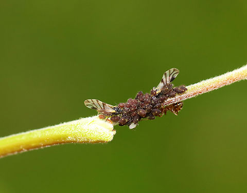 Poplar Leaf Aphids - Chaitophorus populicola There were many aphids, aka ant cows, being tended by ants on this poplar.

Habitat: Poplar (Populus) growing along the coast
https://www.jungledragon.com/image/136280/poplar_leaf_aphids_-_chaitophorus_populicola.html
https://www.jungledragon.com/image/136279/poplar_leaf_aphids_-_chaitophorus_populicola.html
https://www.jungledragon.com/image/136278/poplar_leaf_aphids_-_chaitophorus_populicola.html Chaitophorus,Chaitophorus populicola,Geotagged,Poplar leaf aphid,Smoky-winged Poplar Aphid,Spring,United States,ant cows,aphids
