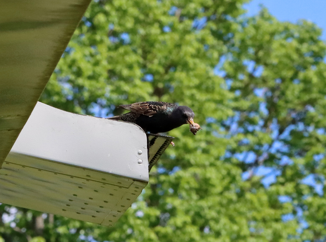Starling - Sturnus vulgaris I was drinking the best maple-oat iced coffee ever while enjoying the shade under this Navy airplane when a starling appeared. It perched above me with a bug in its mouth and then flew up under the plane and through a small crack. I immediately heard the babies chirping and was amazed that this bird was nesting inside this old plane. Afterwards, I saw several other starlings nesting in the cracks and in the propellers.<br />
<br />
<section class="video"><iframe width="448" height="252" src="https://player.vimeo.com/video/718885922?title=0&byline=0&portrait=0" frameborder="0"></iframe></section><br />
<br />
<figure class="photo"><a href="https://www.jungledragon.com/image/136283/starling_-_sturnus_vulgaris.html" title="Starling - Sturnus vulgaris"><img src="https://s3.amazonaws.com/media.jungledragon.com/images/3232/136283_thumb.jpg?AWSAccessKeyId=05GMT0V3GWVNE7GGM1R2&Expires=1767225610&Signature=1m8EgGt%2FDL13L0cEu0SiJFlC7yg%3D" width="200" height="140" alt="Starling - Sturnus vulgaris I was drinking the best maple-oat iced coffee ever while enjoying the shade under this Navy airplane when a starling appeared. It perched above me with a bug in its mouth and then flew up under the plane and through a small crack. I immediately heard the babies chirping and was amazed that this bird was nesting inside this old plane. Afterwards, I saw several other starlings nesting in the cracks and in the propellers.<br />
<br />
https://vimeo.com/718885922<br />
https://www.jungledragon.com/image/136282/starling_-_sturnus_vulgaris.html Common Starling,Geotagged,Spring,Sturnus vulgaris,United States" /></a></figure> Common Starling,Geotagged,Spring,Sturnus,Sturnus vulgaris,United States,starling