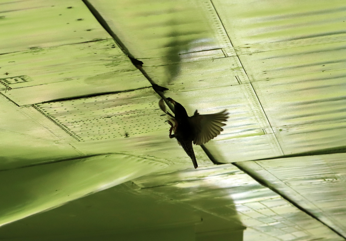 Starling - Sturnus vulgaris I was drinking the best maple-oat iced coffee ever while enjoying the shade under this Navy airplane when a starling appeared. It perched above me with a bug in its mouth and then flew up under the plane and through a small crack. I immediately heard the babies chirping and was amazed that this bird was nesting inside this old plane. Afterwards, I saw several other starlings nesting in the cracks and in the propellers.<br />
<br />
<section class="video"><iframe width="448" height="252" src="https://player.vimeo.com/video/718885922?title=0&byline=0&portrait=0" frameborder="0"></iframe></section><br />
<figure class="photo"><a href="https://www.jungledragon.com/image/136282/starling_-_sturnus_vulgaris.html" title="Starling - Sturnus vulgaris"><img src="https://s3.amazonaws.com/media.jungledragon.com/images/3232/136282_thumb.jpg?AWSAccessKeyId=05GMT0V3GWVNE7GGM1R2&Expires=1767225610&Signature=L6jOl2ImcLbR1obvh0Z6Y5dCOj8%3D" width="200" height="150" alt="Starling - Sturnus vulgaris I was drinking the best maple-oat iced coffee ever while enjoying the shade under this Navy airplane when a starling appeared. It perched above me with a bug in its mouth and then flew up under the plane and through a small crack. I immediately heard the babies chirping and was amazed that this bird was nesting inside this old plane. Afterwards, I saw several other starlings nesting in the cracks and in the propellers.<br />
<br />
https://vimeo.com/718885922<br />
<br />
https://www.jungledragon.com/image/136283/starling_-_sturnus_vulgaris.html Common Starling,Geotagged,Spring,Sturnus,Sturnus vulgaris,United States,starling" /></a></figure> Common Starling,Geotagged,Spring,Sturnus vulgaris,United States