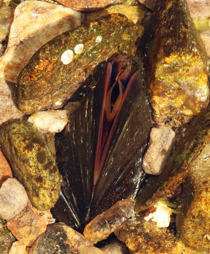 Mussel - Mytilus sp. This is the largest mussel I've ever seen. It was approximately 13 cm long! The periostracum was brownish and shaggy. Flesh was reddish. It was adhered to rocks in the low tide zone. Maybe it isn't a mussel? If it is, I think it's either Mytilius edulis or Modiolus modiolus.<br />
<br />
Habitat: Intertidal - low tide zone<br />
 Geotagged,Mytilus,Spring,United States,mussel