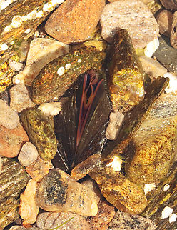 Mussel - Mytilus sp. This is the largest mussel I've ever seen. It was approximately 13 cm long! The periostracum was brownish and shaggy. Flesh was reddish. It was adhered to rocks in the low tide zone. Maybe it isn't a mussel? If it is, I think it's either Mytilius edulis or Modiolus modiolus. 

Habitat: Intertidal - low tide zone
https://www.jungledragon.com/image/136284/mussel_-_mytilus_sp.html Geotagged,Spring,United States,mussel,mytilus