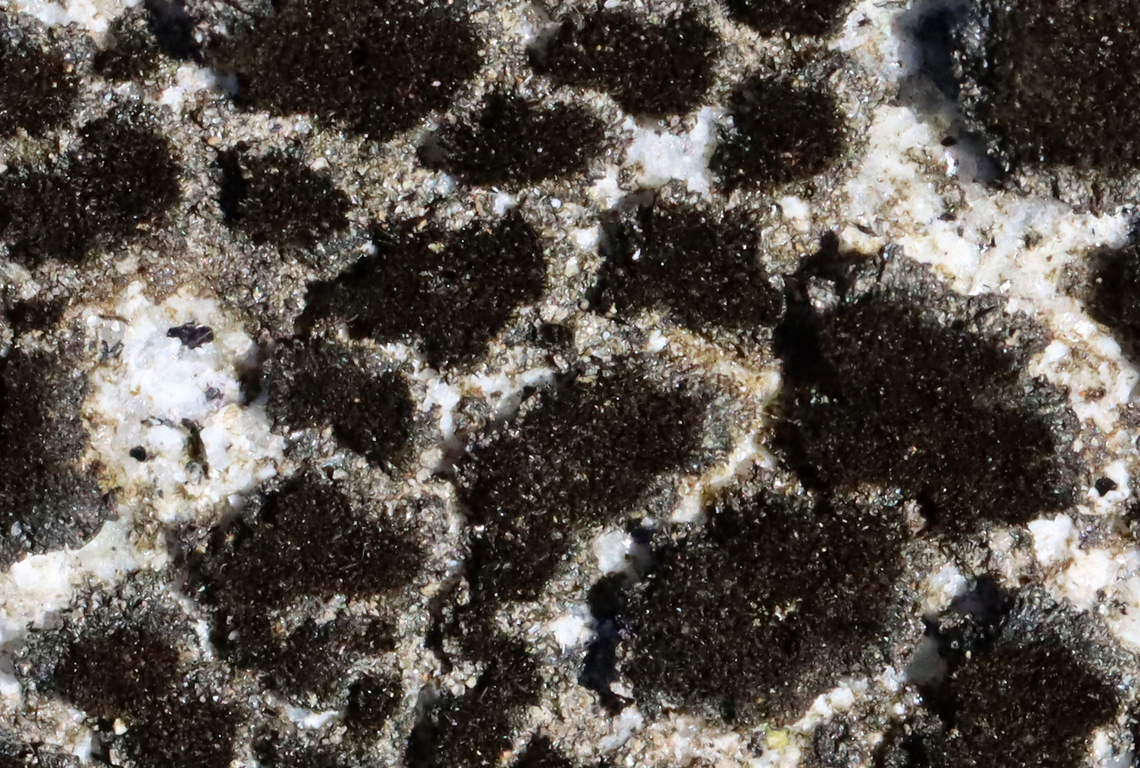 Unlichenized Cyanobacterial Mat - Cyanobacteria Possibly Scytonema sp.<br />
<br />
Habitat: Growing on boulders in the intertidal zone on Bailey Island<br />
<figure class="photo"><a href="https://www.jungledragon.com/image/136286/unlichenized_cyanobacterial_mat_-_cyanobacteria.html" title="Unlichenized Cyanobacterial Mat - Cyanobacteria"><img src="https://s3.amazonaws.com/media.jungledragon.com/images/3232/136286_thumb.jpg?AWSAccessKeyId=05GMT0V3GWVNE7GGM1R2&Expires=1770854410&Signature=mxOzxoHdkoE3jvBPBUobKCYkeIQ%3D" width="200" height="136" alt="Unlichenized Cyanobacterial Mat - Cyanobacteria Possibly Scytonema sp.<br />
<br />
Habitat: Growing on boulders in the intertidal zone on Bailey Island<br />
https://www.jungledragon.com/image/136286/lichen_-_verrucaria_sp.html<br />
https://www.jungledragon.com/image/136288/lichen_-_verrucaria_sp.html<br />
https://www.jungledragon.com/image/136287/lichen_-_verrucaria_sp.html Geotagged,Nostocales,Scytonema,Spring,United States,bacteria,cyanobacteria,unlichenized cyanobacteria,unlichenized cyanobacterial mat" /></a></figure><br />
<figure class="photo"><a href="https://www.jungledragon.com/image/136288/unlichenized_cyanobacterial_mat_-_cyanobacteria.html" title="Unlichenized Cyanobacterial Mat - Cyanobacteria"><img src="https://s3.amazonaws.com/media.jungledragon.com/images/3232/136288_thumb.jpg?AWSAccessKeyId=05GMT0V3GWVNE7GGM1R2&Expires=1770854410&Signature=lM3flkYddYHyiJkyy9ONK9Aa4e8%3D" width="200" height="134" alt="Unlichenized Cyanobacterial Mat - Cyanobacteria Possibly Scytonema sp.<br />
<br />
Habitat: Growing on boulders in the intertidal zone on Bailey Island <br />
https://www.jungledragon.com/image/136286/lichen_-_verrucaria_sp.html<br />
https://www.jungledragon.com/image/136288/lichen_-_verrucaria_sp.html<br />
https://www.jungledragon.com/image/136287/lichen_-_verrucaria_sp.html Geotagged,Spring,United States,lichen" /></a></figure><br />
<figure class="photo"><a href="https://www.jungledragon.com/image/136287/unlichenized_cyanobacterial_mat_-_cyanobacteria.html" title="Unlichenized Cyanobacterial Mat - Cyanobacteria"><img src="https://s3.amazonaws.com/media.jungledragon.com/images/3232/136287_thumb.jpg?AWSAccessKeyId=05GMT0V3GWVNE7GGM1R2&Expires=1770854410&Signature=uy6UeOXMrXOasmP45wlpmQONu54%3D" width="200" height="134" alt="Unlichenized Cyanobacterial Mat - Cyanobacteria Possibly Scytonema sp.<br />
<br />
Habitat: Growing on boulders in the intertidal zone on Bailey Island<br />
https://www.jungledragon.com/image/136286/lichen_-_verrucaria_sp.html<br />
https://www.jungledragon.com/image/136288/lichen_-_verrucaria_sp.html<br />
https://www.jungledragon.com/image/136287/lichen_-_verrucaria_sp.html Geotagged,Spring,United States" /></a></figure> Geotagged,Nostocales,Scytonema,Spring,United States,bacteria,cyanobacteria,unlichenized cyanobacteria,unlichenized cyanobacterial mat