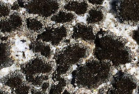 Unlichenized Cyanobacterial Mat - Cyanobacteria Possibly Scytonema sp.<br />
<br />
Habitat: Growing on boulders in the intertidal zone on Bailey Island<br />
https://www.jungledragon.com/image/136286/lichen_-_verrucaria_sp.html<br />
https://www.jungledragon.com/image/136288/lichen_-_verrucaria_sp.html<br />
https://www.jungledragon.com/image/136287/lichen_-_verrucaria_sp.html Geotagged,Nostocales,Scytonema,Spring,United States,bacteria,cyanobacteria,unlichenized cyanobacteria,unlichenized cyanobacterial mat
