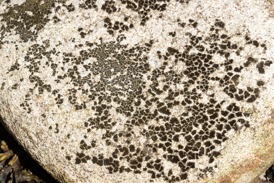 Unlichenized Cyanobacterial Mat - Cyanobacteria Possibly Scytonema sp.<br />
<br />
Habitat: Growing on boulders in the intertidal zone on Bailey Island<br />
<figure class="photo"><a href="https://www.jungledragon.com/image/136286/unlichenized_cyanobacterial_mat_-_cyanobacteria.html" title="Unlichenized Cyanobacterial Mat - Cyanobacteria"><img src="https://s3.amazonaws.com/media.jungledragon.com/images/3232/136286_thumb.jpg?AWSAccessKeyId=05GMT0V3GWVNE7GGM1R2&Expires=1770854410&Signature=mxOzxoHdkoE3jvBPBUobKCYkeIQ%3D" width="200" height="136" alt="Unlichenized Cyanobacterial Mat - Cyanobacteria Possibly Scytonema sp.<br />
<br />
Habitat: Growing on boulders in the intertidal zone on Bailey Island<br />
https://www.jungledragon.com/image/136286/lichen_-_verrucaria_sp.html<br />
https://www.jungledragon.com/image/136288/lichen_-_verrucaria_sp.html<br />
https://www.jungledragon.com/image/136287/lichen_-_verrucaria_sp.html Geotagged,Nostocales,Scytonema,Spring,United States,bacteria,cyanobacteria,unlichenized cyanobacteria,unlichenized cyanobacterial mat" /></a></figure><br />
<figure class="photo"><a href="https://www.jungledragon.com/image/136288/unlichenized_cyanobacterial_mat_-_cyanobacteria.html" title="Unlichenized Cyanobacterial Mat - Cyanobacteria"><img src="https://s3.amazonaws.com/media.jungledragon.com/images/3232/136288_thumb.jpg?AWSAccessKeyId=05GMT0V3GWVNE7GGM1R2&Expires=1770854410&Signature=lM3flkYddYHyiJkyy9ONK9Aa4e8%3D" width="200" height="134" alt="Unlichenized Cyanobacterial Mat - Cyanobacteria Possibly Scytonema sp.<br />
<br />
Habitat: Growing on boulders in the intertidal zone on Bailey Island <br />
https://www.jungledragon.com/image/136286/lichen_-_verrucaria_sp.html<br />
https://www.jungledragon.com/image/136288/lichen_-_verrucaria_sp.html<br />
https://www.jungledragon.com/image/136287/lichen_-_verrucaria_sp.html Geotagged,Spring,United States,lichen" /></a></figure><br />
<figure class="photo"><a href="https://www.jungledragon.com/image/136287/unlichenized_cyanobacterial_mat_-_cyanobacteria.html" title="Unlichenized Cyanobacterial Mat - Cyanobacteria"><img src="https://s3.amazonaws.com/media.jungledragon.com/images/3232/136287_thumb.jpg?AWSAccessKeyId=05GMT0V3GWVNE7GGM1R2&Expires=1770854410&Signature=uy6UeOXMrXOasmP45wlpmQONu54%3D" width="200" height="134" alt="Unlichenized Cyanobacterial Mat - Cyanobacteria Possibly Scytonema sp.<br />
<br />
Habitat: Growing on boulders in the intertidal zone on Bailey Island<br />
https://www.jungledragon.com/image/136286/lichen_-_verrucaria_sp.html<br />
https://www.jungledragon.com/image/136288/lichen_-_verrucaria_sp.html<br />
https://www.jungledragon.com/image/136287/lichen_-_verrucaria_sp.html Geotagged,Spring,United States" /></a></figure> Geotagged,Spring,United States