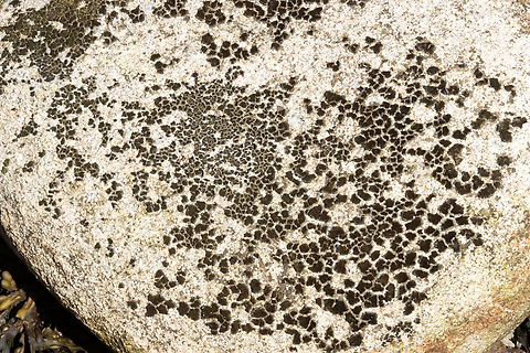 Unlichenized Cyanobacterial Mat - Cyanobacteria Possibly Scytonema sp.

Habitat: Growing on boulders in the intertidal zone on Bailey Island
https://www.jungledragon.com/image/136286/lichen_-_verrucaria_sp.html
https://www.jungledragon.com/image/136288/lichen_-_verrucaria_sp.html
https://www.jungledragon.com/image/136287/lichen_-_verrucaria_sp.html Geotagged,Spring,United States