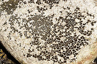 Unlichenized Cyanobacterial Mat - Cyanobacteria Possibly Scytonema sp.<br />
<br />
Habitat: Growing on boulders in the intertidal zone on Bailey Island<br />
https://www.jungledragon.com/image/136286/lichen_-_verrucaria_sp.html<br />
https://www.jungledragon.com/image/136288/lichen_-_verrucaria_sp.html<br />
https://www.jungledragon.com/image/136287/lichen_-_verrucaria_sp.html Geotagged,Spring,United States