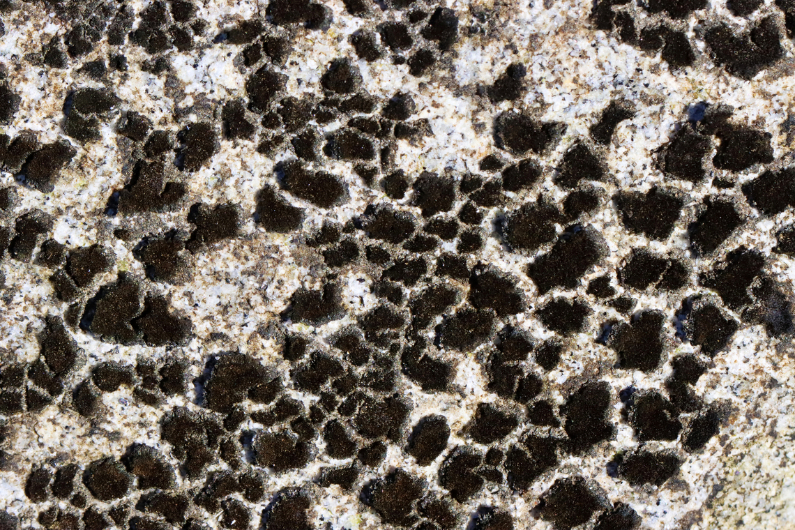 Unlichenized Cyanobacterial Mat - Cyanobacteria Possibly Scytonema sp.<br />
<br />
Habitat: Growing on boulders in the intertidal zone on Bailey Island <br />
<figure class="photo"><a href="https://www.jungledragon.com/image/136286/unlichenized_cyanobacterial_mat_-_cyanobacteria.html" title="Unlichenized Cyanobacterial Mat - Cyanobacteria"><img src="https://s3.amazonaws.com/media.jungledragon.com/images/3232/136286_thumb.jpg?AWSAccessKeyId=05GMT0V3GWVNE7GGM1R2&Expires=1770854410&Signature=mxOzxoHdkoE3jvBPBUobKCYkeIQ%3D" width="200" height="136" alt="Unlichenized Cyanobacterial Mat - Cyanobacteria Possibly Scytonema sp.<br />
<br />
Habitat: Growing on boulders in the intertidal zone on Bailey Island<br />
https://www.jungledragon.com/image/136286/lichen_-_verrucaria_sp.html<br />
https://www.jungledragon.com/image/136288/lichen_-_verrucaria_sp.html<br />
https://www.jungledragon.com/image/136287/lichen_-_verrucaria_sp.html Geotagged,Nostocales,Scytonema,Spring,United States,bacteria,cyanobacteria,unlichenized cyanobacteria,unlichenized cyanobacterial mat" /></a></figure><br />
<figure class="photo"><a href="https://www.jungledragon.com/image/136288/unlichenized_cyanobacterial_mat_-_cyanobacteria.html" title="Unlichenized Cyanobacterial Mat - Cyanobacteria"><img src="https://s3.amazonaws.com/media.jungledragon.com/images/3232/136288_thumb.jpg?AWSAccessKeyId=05GMT0V3GWVNE7GGM1R2&Expires=1770854410&Signature=lM3flkYddYHyiJkyy9ONK9Aa4e8%3D" width="200" height="134" alt="Unlichenized Cyanobacterial Mat - Cyanobacteria Possibly Scytonema sp.<br />
<br />
Habitat: Growing on boulders in the intertidal zone on Bailey Island <br />
https://www.jungledragon.com/image/136286/lichen_-_verrucaria_sp.html<br />
https://www.jungledragon.com/image/136288/lichen_-_verrucaria_sp.html<br />
https://www.jungledragon.com/image/136287/lichen_-_verrucaria_sp.html Geotagged,Spring,United States,lichen" /></a></figure><br />
<figure class="photo"><a href="https://www.jungledragon.com/image/136287/unlichenized_cyanobacterial_mat_-_cyanobacteria.html" title="Unlichenized Cyanobacterial Mat - Cyanobacteria"><img src="https://s3.amazonaws.com/media.jungledragon.com/images/3232/136287_thumb.jpg?AWSAccessKeyId=05GMT0V3GWVNE7GGM1R2&Expires=1770854410&Signature=uy6UeOXMrXOasmP45wlpmQONu54%3D" width="200" height="134" alt="Unlichenized Cyanobacterial Mat - Cyanobacteria Possibly Scytonema sp.<br />
<br />
Habitat: Growing on boulders in the intertidal zone on Bailey Island<br />
https://www.jungledragon.com/image/136286/lichen_-_verrucaria_sp.html<br />
https://www.jungledragon.com/image/136288/lichen_-_verrucaria_sp.html<br />
https://www.jungledragon.com/image/136287/lichen_-_verrucaria_sp.html Geotagged,Spring,United States" /></a></figure> Geotagged,Spring,United States,lichen