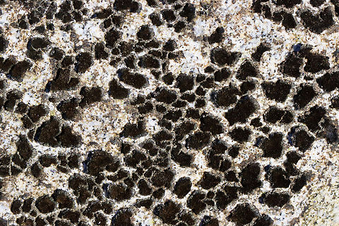 Unlichenized Cyanobacterial Mat - Cyanobacteria Possibly Scytonema sp.

Habitat: Growing on boulders in the intertidal zone on Bailey Island 
https://www.jungledragon.com/image/136286/lichen_-_verrucaria_sp.html
https://www.jungledragon.com/image/136288/lichen_-_verrucaria_sp.html
https://www.jungledragon.com/image/136287/lichen_-_verrucaria_sp.html Geotagged,Spring,United States,lichen