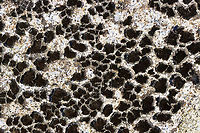 Unlichenized Cyanobacterial Mat - Cyanobacteria Possibly Scytonema sp.<br />
<br />
Habitat: Growing on boulders in the intertidal zone on Bailey Island <br />
https://www.jungledragon.com/image/136286/lichen_-_verrucaria_sp.html<br />
https://www.jungledragon.com/image/136288/lichen_-_verrucaria_sp.html<br />
https://www.jungledragon.com/image/136287/lichen_-_verrucaria_sp.html Geotagged,Spring,United States,lichen