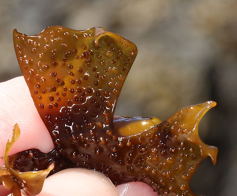 False Irish Moss - Mastocarpus stellatus Dark brown weed with expanded blades that were curled at the edges and covered with short bumps.

Habitat: Lower intertidal zone; Giant Steps/Bailey Island
https://www.jungledragon.com/image/136289/false_irish_moss_-_mastocarpus_stellatus.html
https://www.jungledragon.com/image/136291/false_irish_moss_-_mastocarpus_stellatus.html
https://www.jungledragon.com/image/136290/false_irish_moss_-_mastocarpus_stellatus.html False Irish Moss,Geotagged,Mastocarpus stellatus,Spring,United States
