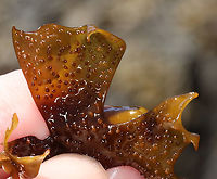 False Irish Moss - Mastocarpus stellatus Dark brown weed with expanded blades that were curled at the edges and covered with short bumps.<br />
<br />
Habitat: Lower intertidal zone; Giant Steps/Bailey Island<br />
https://www.jungledragon.com/image/136289/false_irish_moss_-_mastocarpus_stellatus.html<br />
https://www.jungledragon.com/image/136291/false_irish_moss_-_mastocarpus_stellatus.html<br />
https://www.jungledragon.com/image/136290/false_irish_moss_-_mastocarpus_stellatus.html False Irish Moss,Geotagged,Mastocarpus stellatus,Spring,United States