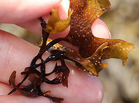 False Irish Moss - Mastocarpus stellatus Dark brown weed with expanded blades that were curled at the edges and covered with short bumps.<br />
<br />
Habitat: Lower intertidal zone; Giant Steps/Bailey Island<br />
https://www.jungledragon.com/image/136289/false_irish_moss_-_mastocarpus_stellatus.html<br />
https://www.jungledragon.com/image/136291/false_irish_moss_-_mastocarpus_stellatus.html<br />
https://www.jungledragon.com/image/136290/false_irish_moss_-_mastocarpus_stellatus.html False Irish Moss,Geotagged,Mastocarpus stellatus,Spring,United States