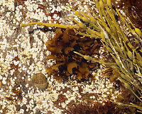 False Irish Moss - Mastocarpus stellatus *ID for seaweed in the middle of the photo*<br />
<br />
Dark brown weed with expanded blades that were curled at the edges and covered with short bumps.<br />
<br />
Habitat: Lower intertidal zone; Giant Steps/Bailey Island<br />
https://www.jungledragon.com/image/136289/false_irish_moss_-_mastocarpus_stellatus.html<br />
https://www.jungledragon.com/image/136291/false_irish_moss_-_mastocarpus_stellatus.html<br />
https://www.jungledragon.com/image/136290/false_irish_moss_-_mastocarpus_stellatus.html Carageen,Geotagged,Mastocarpus,Mastocarpus stellatus,Spring,United States,false irish moss,gigartina,red seaweed,rhodophyta,seaweed,tufted red weed